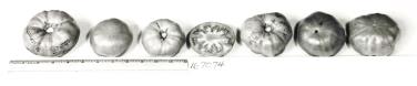 Click for 1 image(s) for this accession. FRUIT